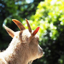 川崎市立夢見ヶ崎動物公園