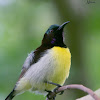 PURPLE RUMPED SUNBIRD