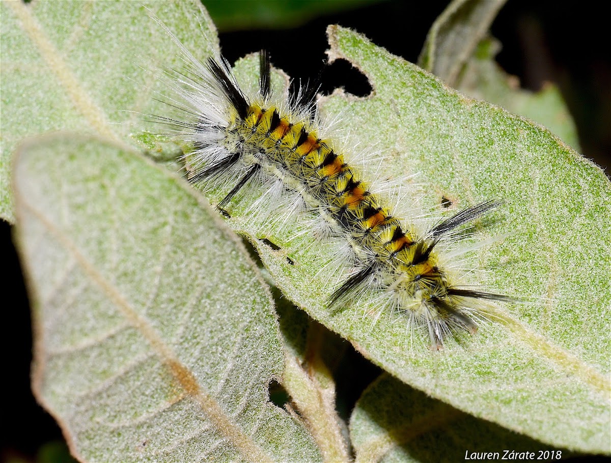 Tussock Moth Larva