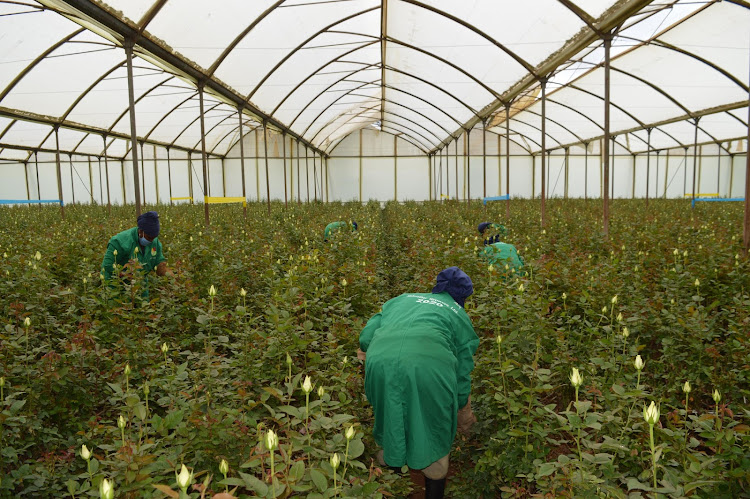 Workers of Valentine growers tending to flowers at the the farm in Kibubuti, Kiambaa subcounty . The workers have been treated humanely during the covid-19 crisis by the company hence being recognized internationally during this years fairtrade awards held in Berlin Germany