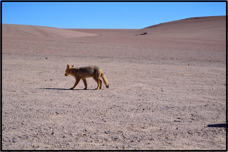 TOUR SALAR UYUNI II. DESIERTO Y LAGUNAS - DE ATACAMA A LA PAZ. ROZANDO EL CIELO 2019 (2)