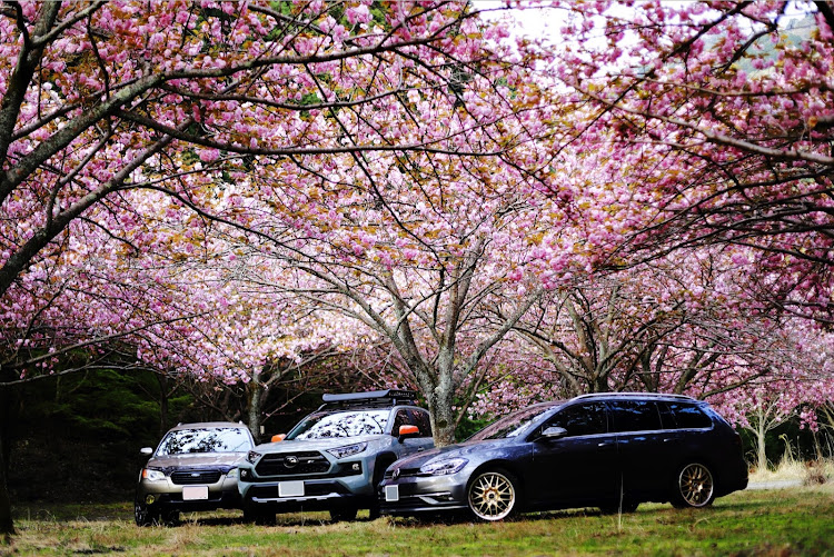 ゴルフ ヴァリアントのサクラと愛車・桜とコラボ・八重桜コラボ・砂防ダムに関するカスタム事例の投稿画像9枚目