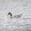 Greylag Goose