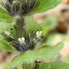 Oriental bugleweed