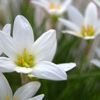 Benvenuta primavera di 