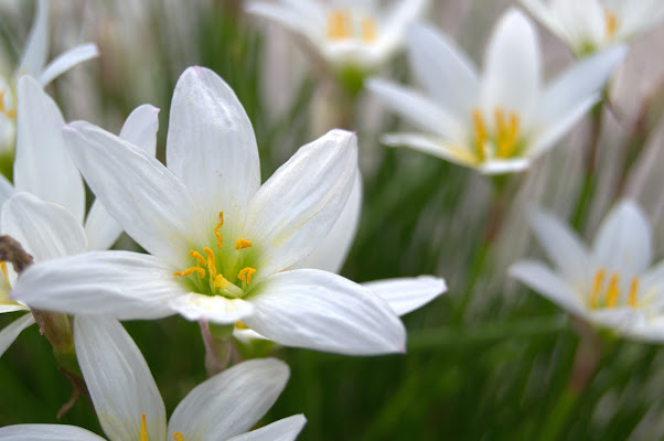 Benvenuta primavera di TroWeb