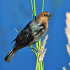 Brown-headed cowbird (male)