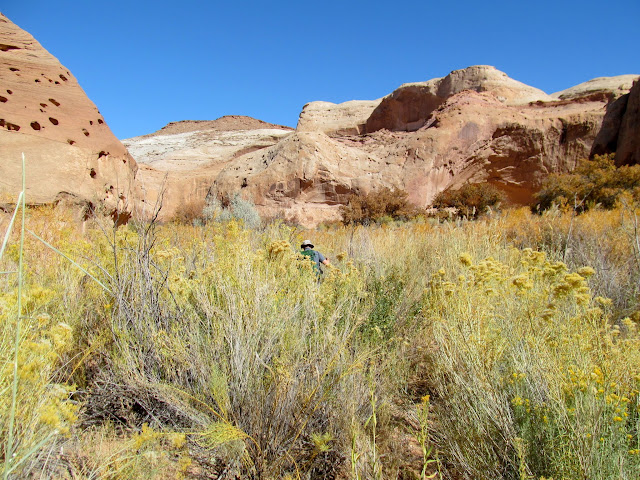 Shwhackin' in Buck Canyon