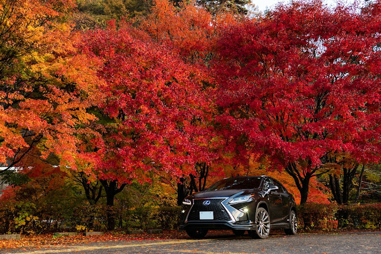 RXの紅葉狩り🍁🍂・紅葉ドライブ・RX450h・紅葉と愛車に関するカスタム事例の投稿画像1枚目