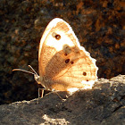 Common Wood-Nymph