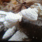 White Striped Shelf Fungus