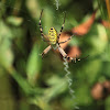 Wasp spider