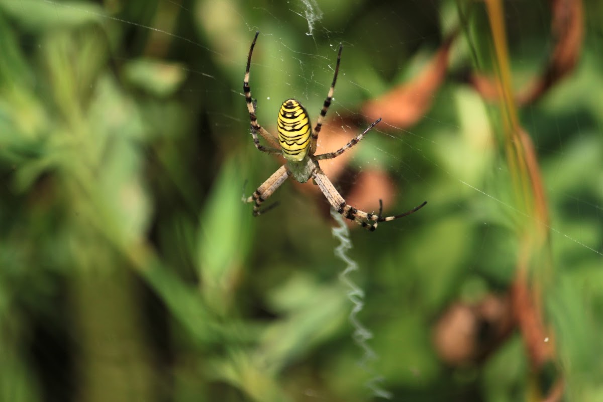 Wasp spider