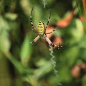 Wasp spider