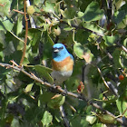 Lazuli bunting (male)