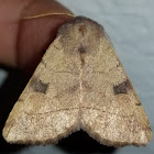 Bent line dart moth