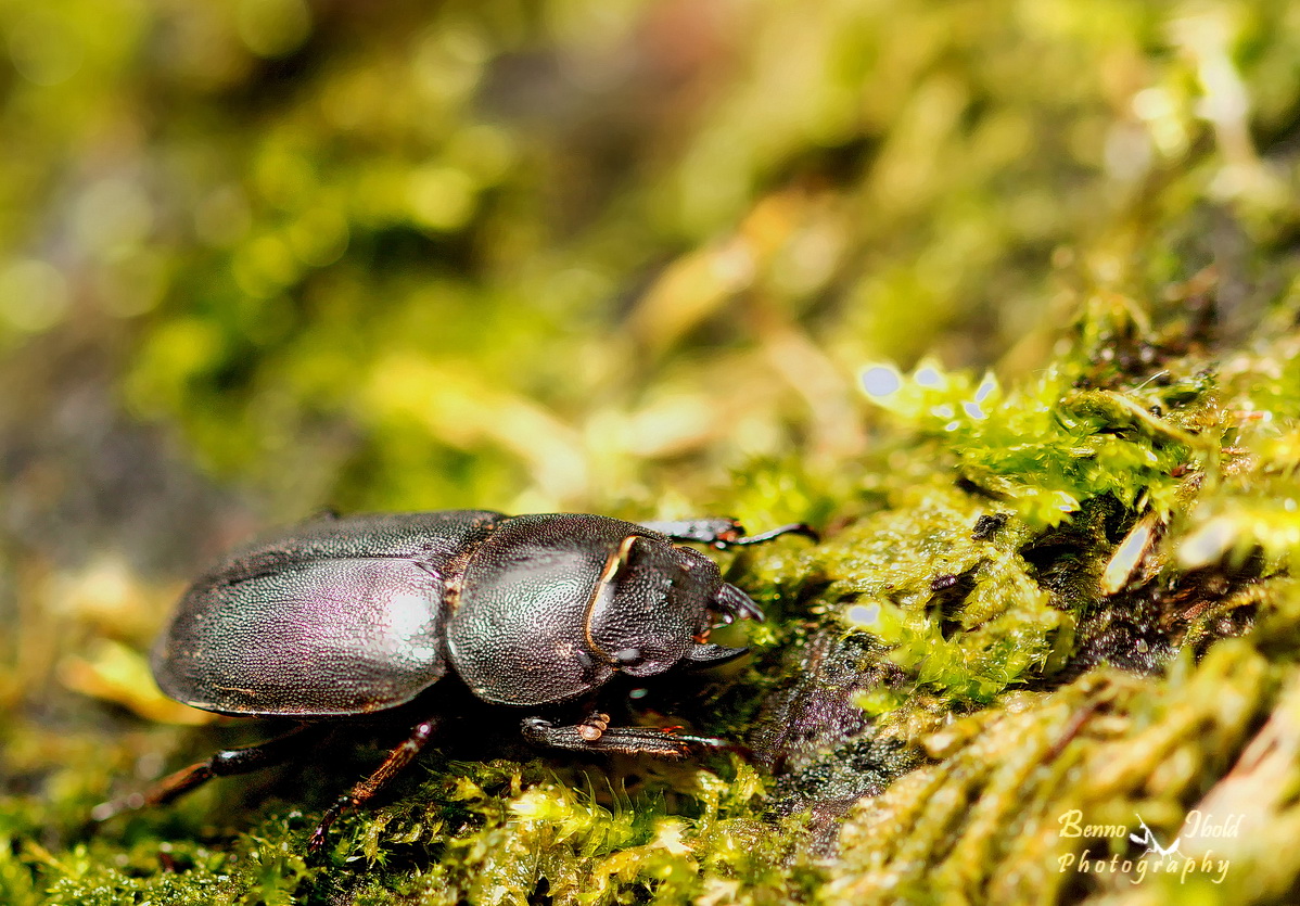 Lesser stag beetle