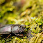 Lesser stag beetle