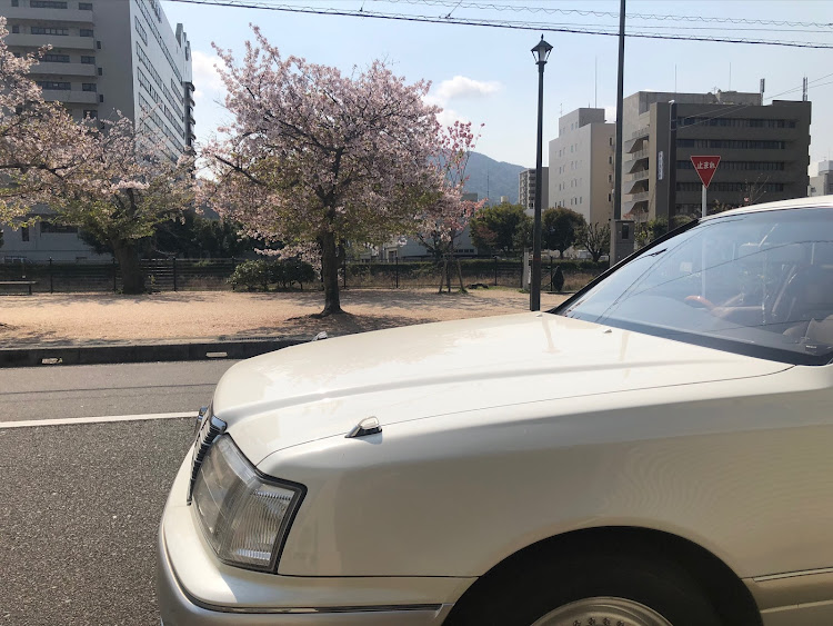 クラウンロイヤルのサクラと愛車・桜と愛車・桜コラボに関するカスタム事例の投稿画像2枚目