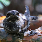 European Nightjar; Chotacabras gris