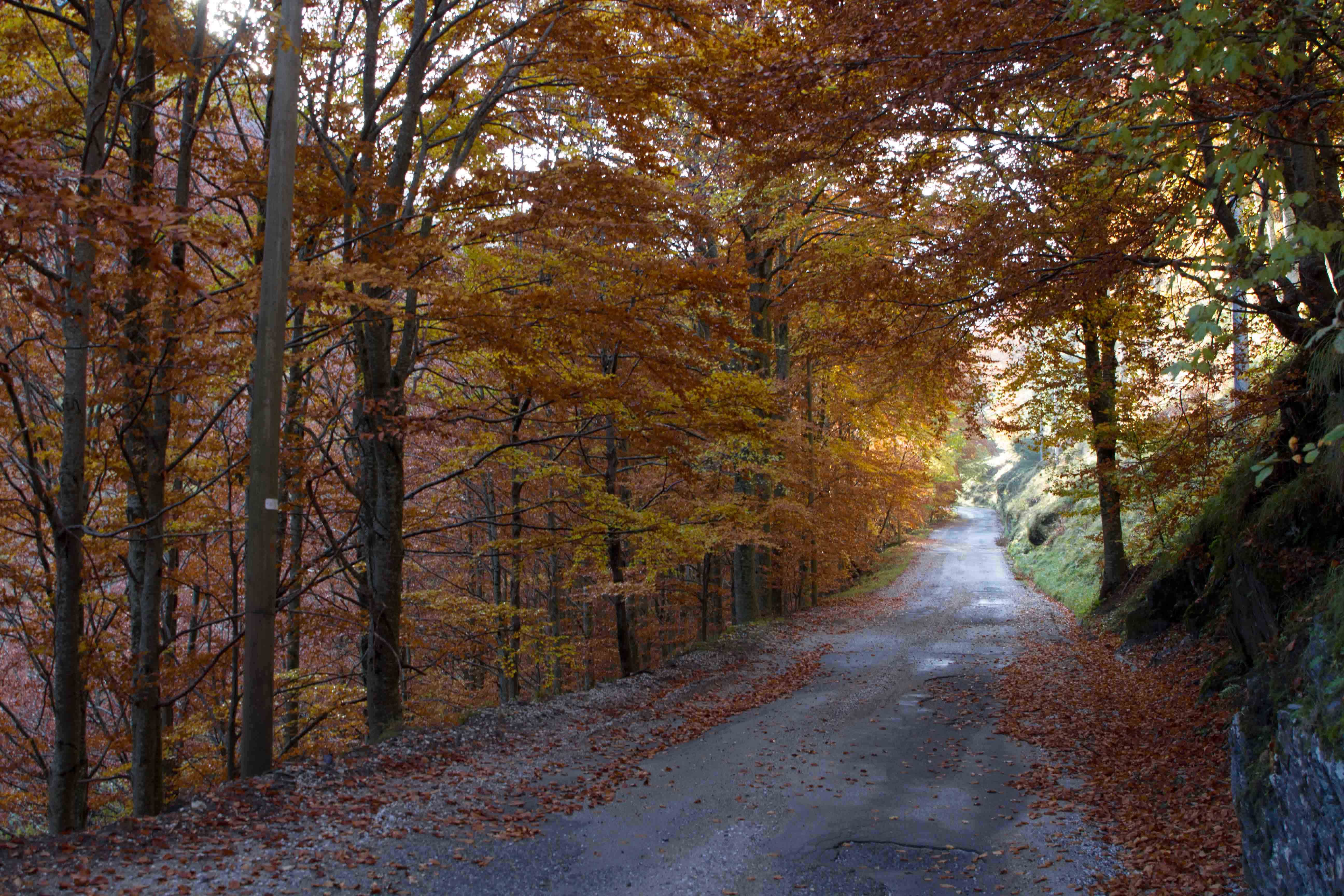 strade d'autunno di antonioromei