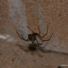 Cupboard spider