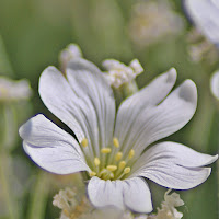 bianco di 