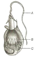 Phylum II. Cnidaria - The Sac-like Animals