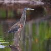 Garza tigre (Bare-throated tiger heron)