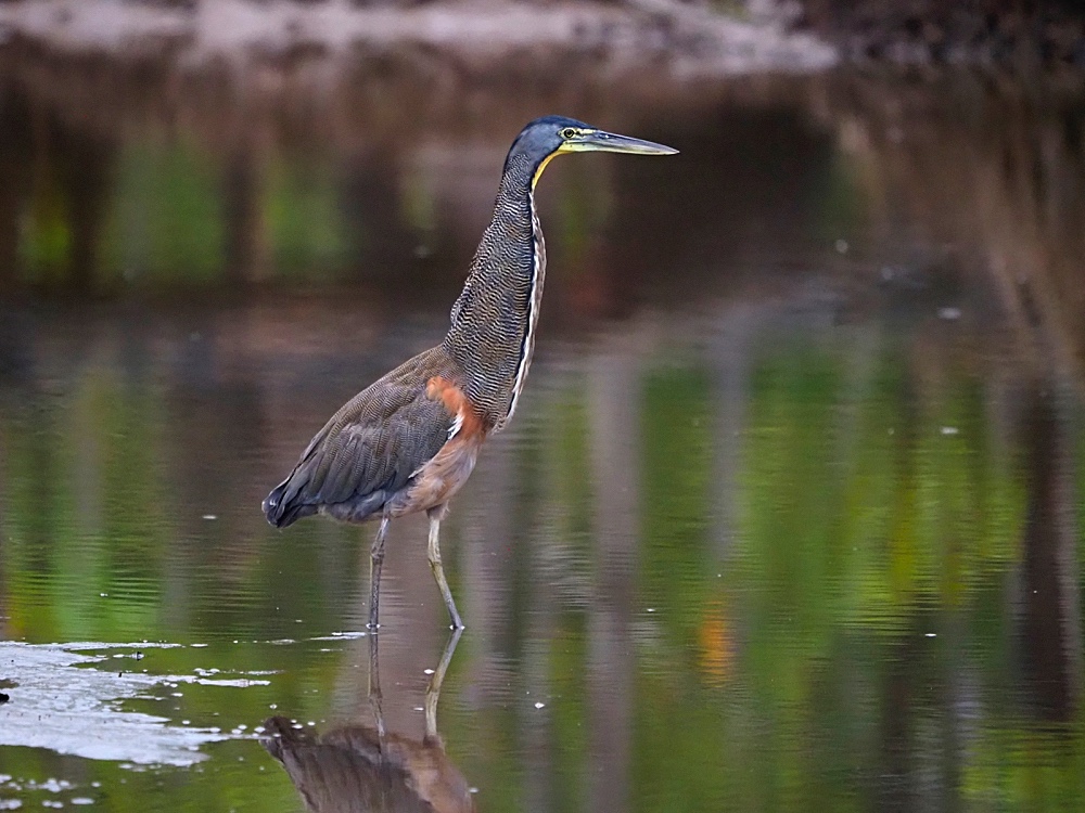 Garza tigre (Bare-throated tiger heron)