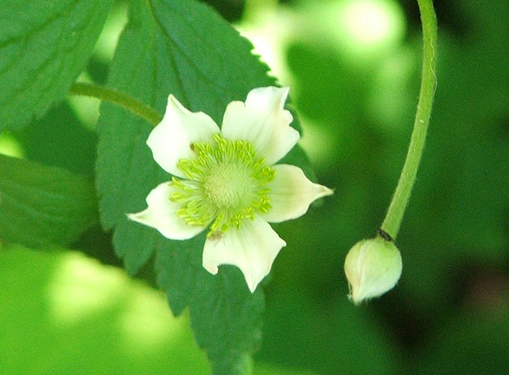 Thimbleweed