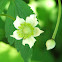 Thimbleweed