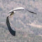 Grey Heron; Garza Real