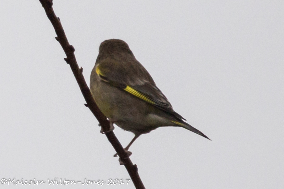 Greenfinch; Verderón