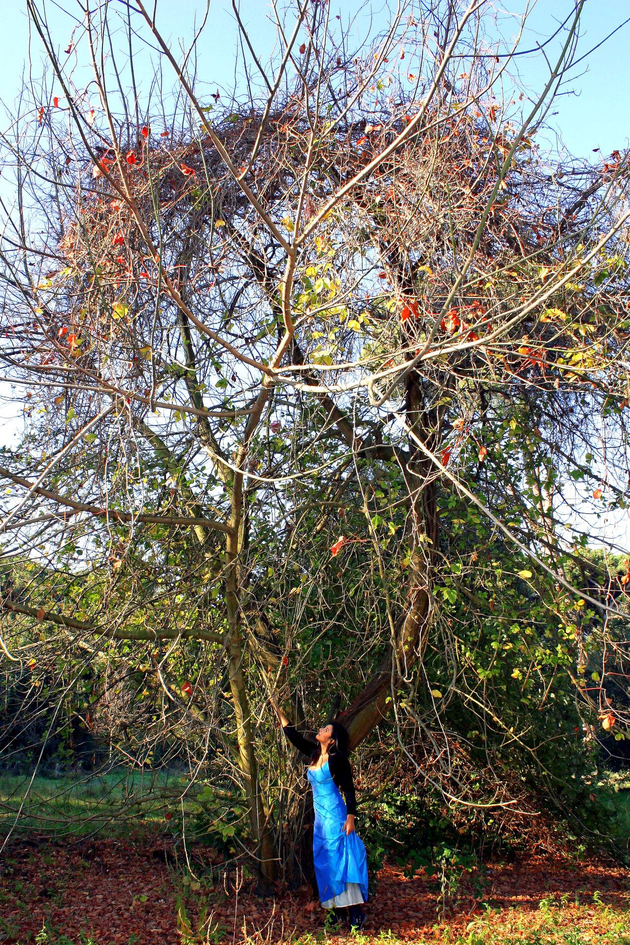 L'albero Fatato di daniele_salvetti