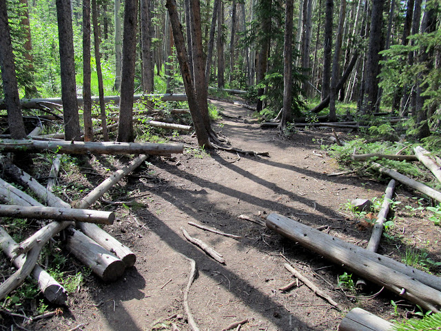 Many fallen trees that have been cleared