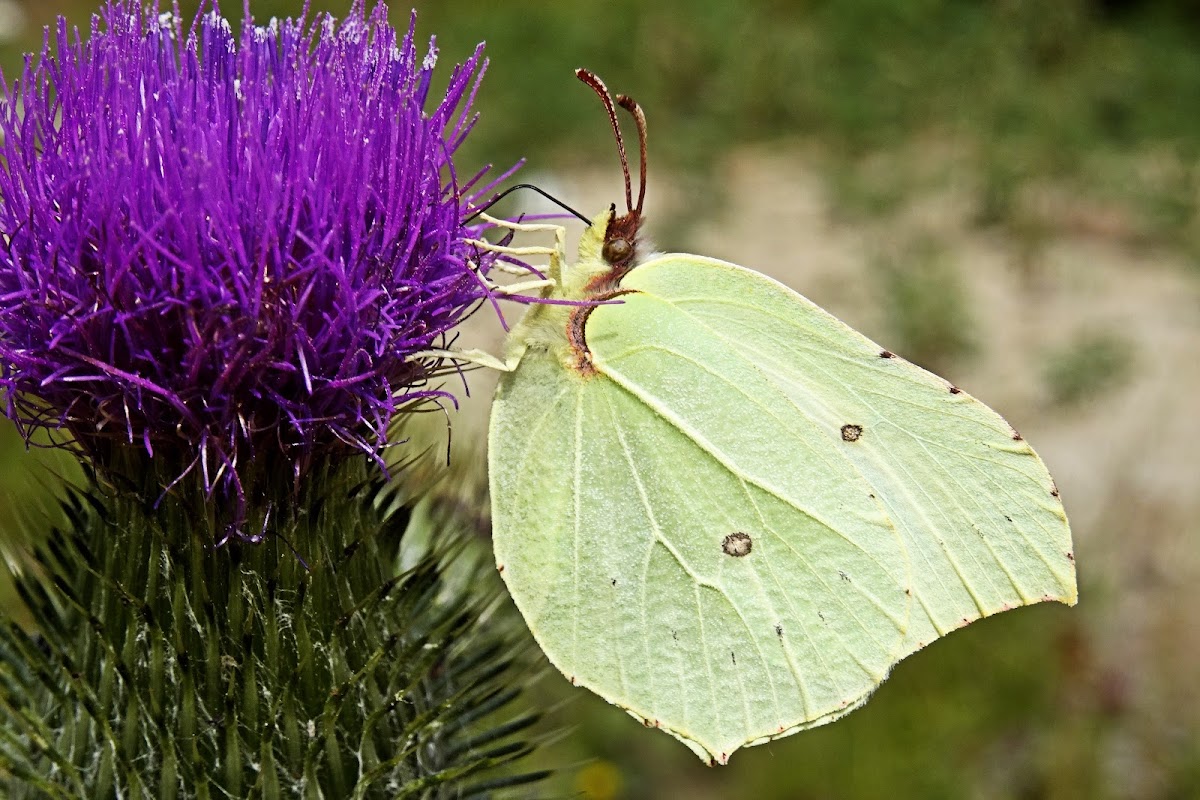 Common Brimstone