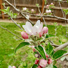 apple blossom