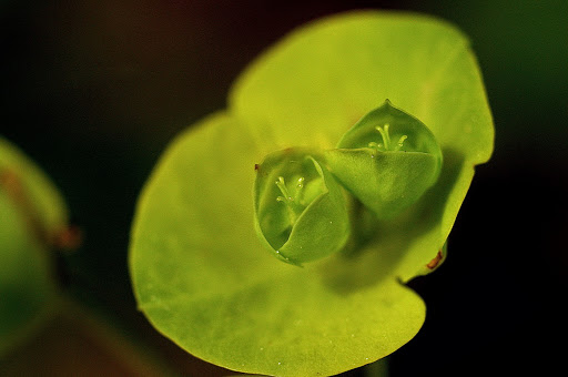 Euphorbia amygdaloides