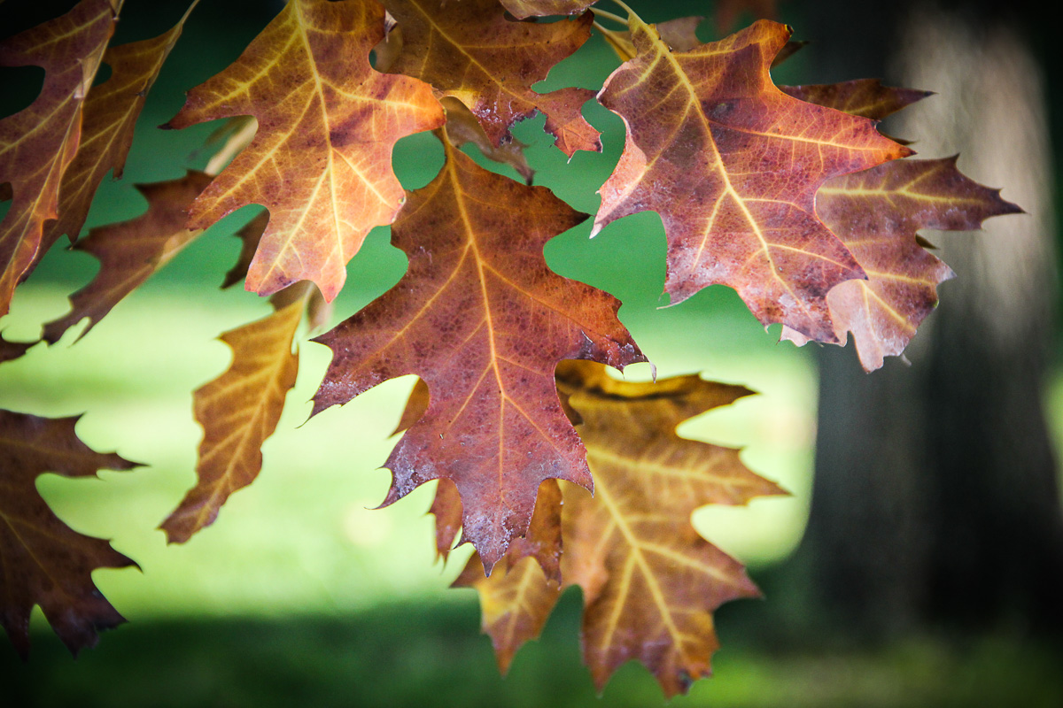 Autumn di Simona Ranieri