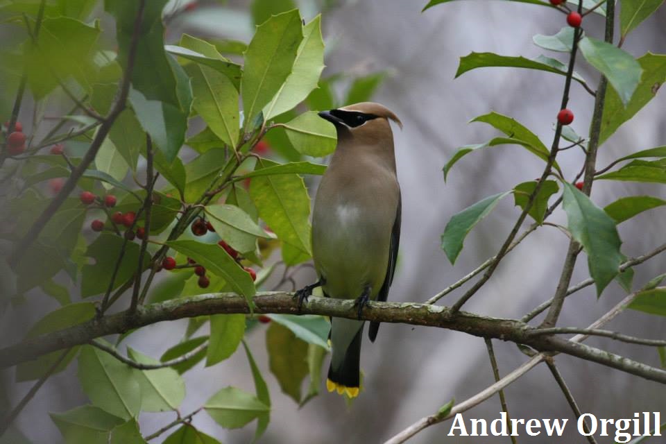 Cedar Waxwing