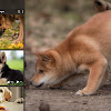 Cute Dog Photos Hd