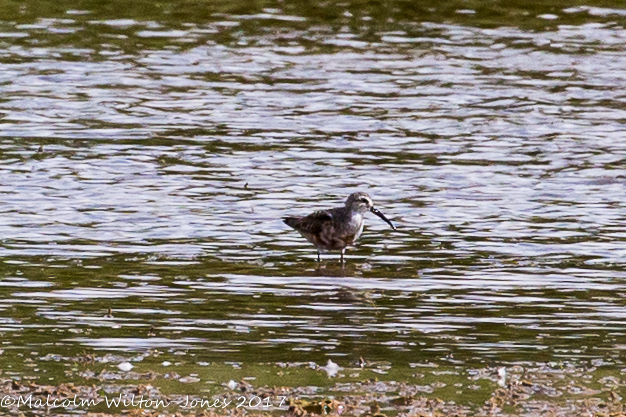 Curlew Sandpiper; Correlimos Zarapitin