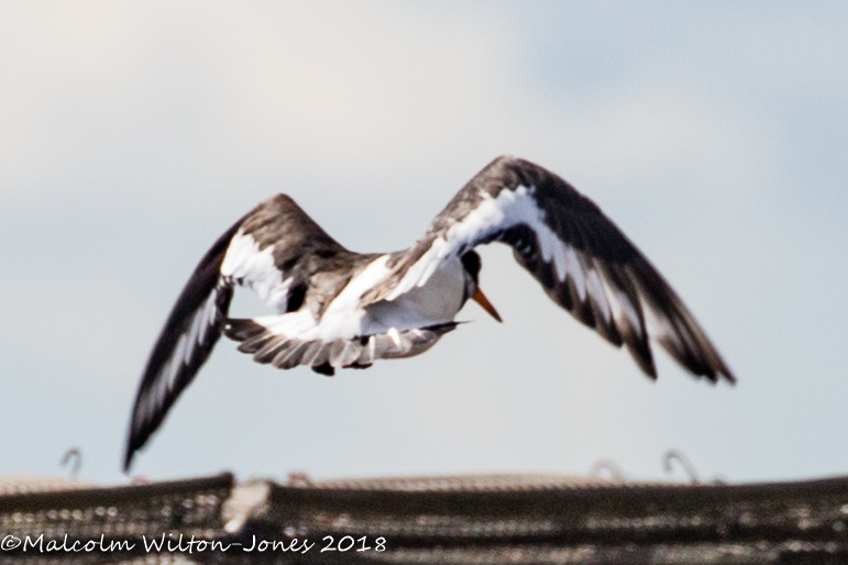 Oystercatcher