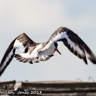 Oystercatcher