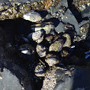 California mussels