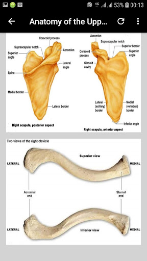 Radiographic Positioning of the Upper Limb - Guide