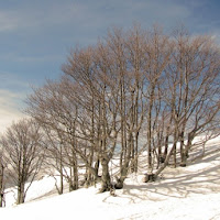 Gli alberi e il vento di 