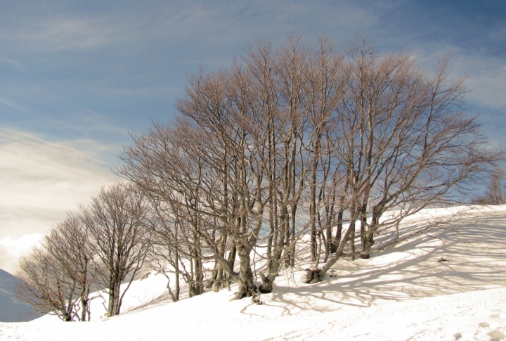 Gli alberi e il vento di brandon