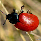 Chrysomela populi Broad-shouldered Leaf Beetles